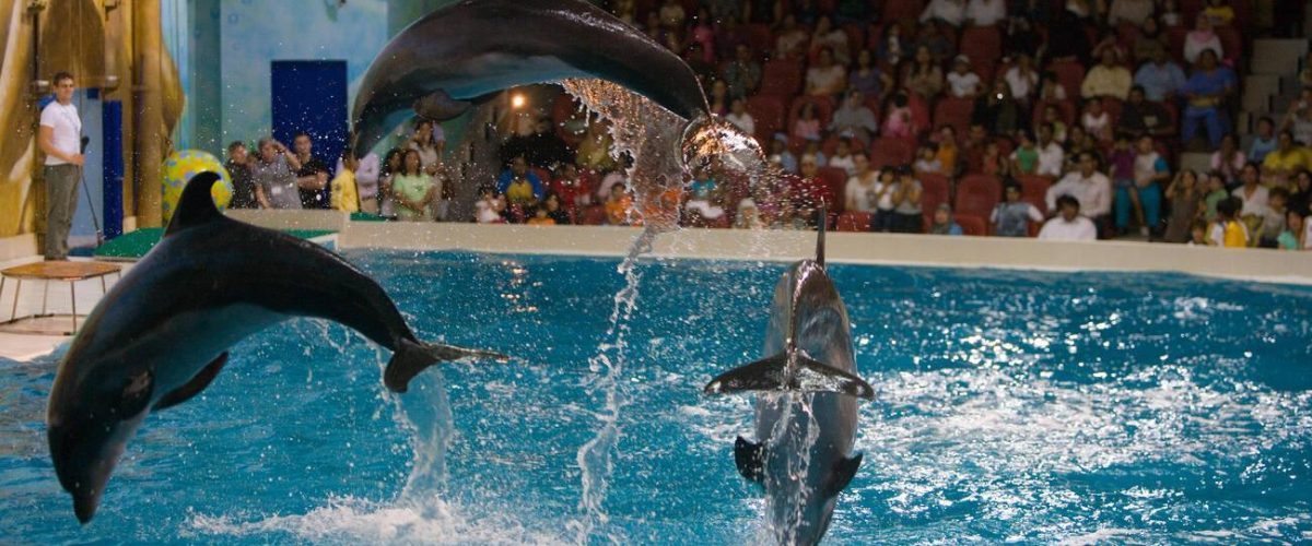 dubai dolphinarium offers