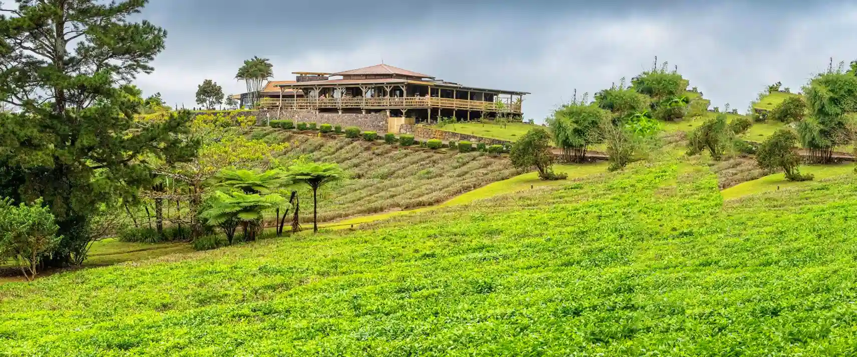 Visit Bois Chéri Tea Plantations