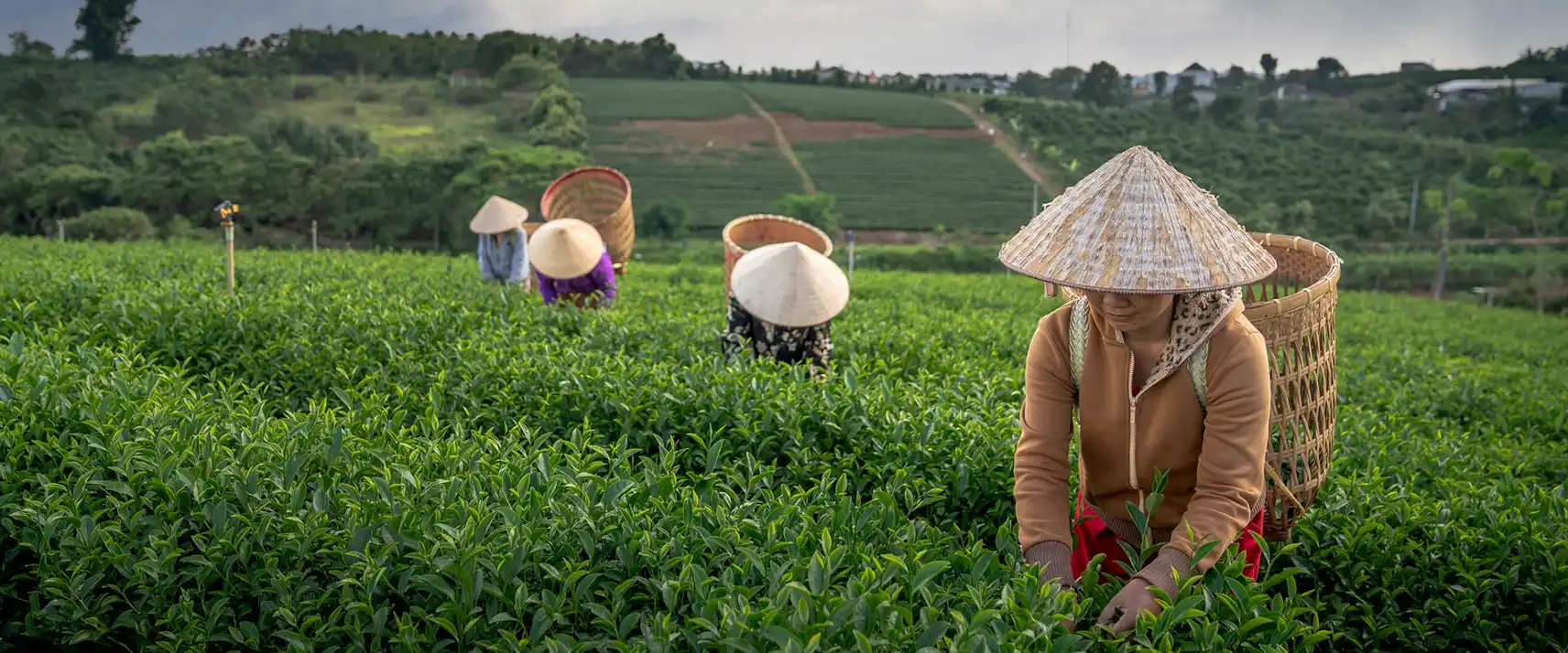 Darjeeling