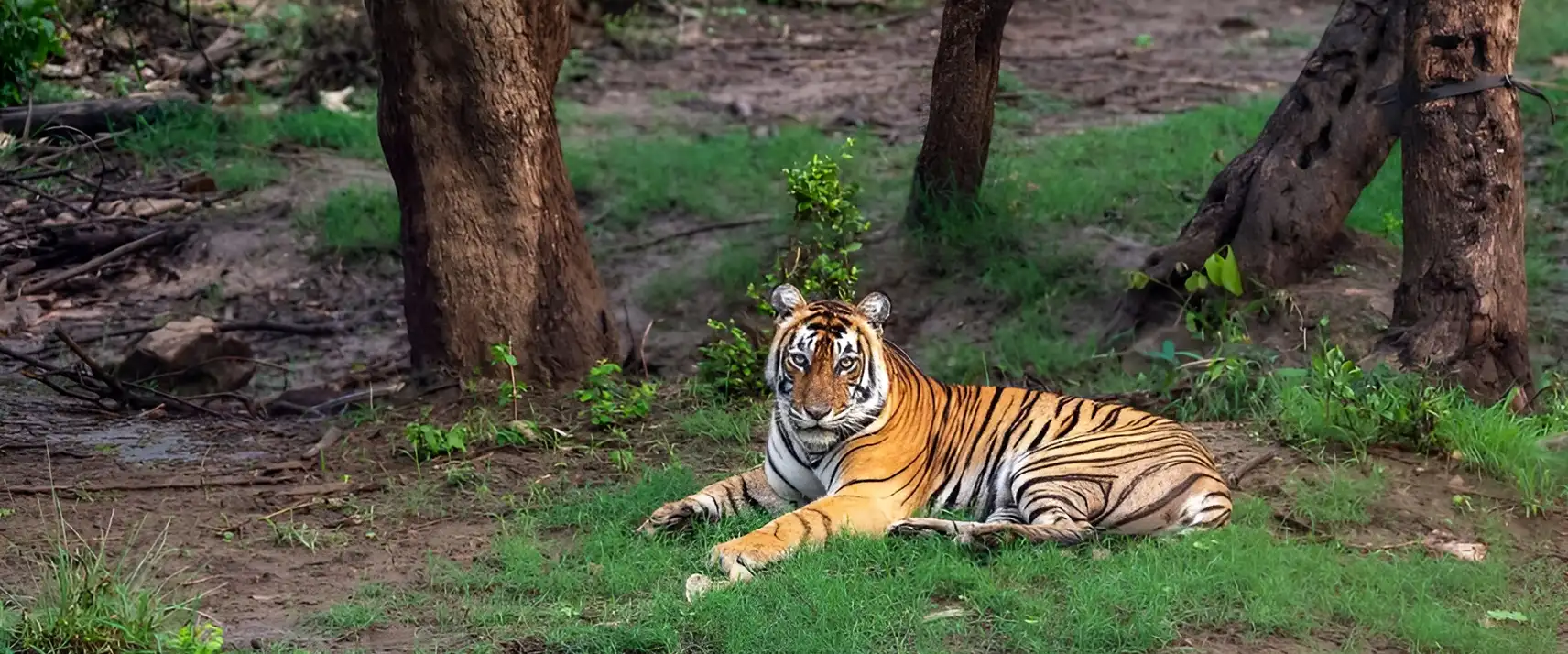 Sariska Tiger Reserve