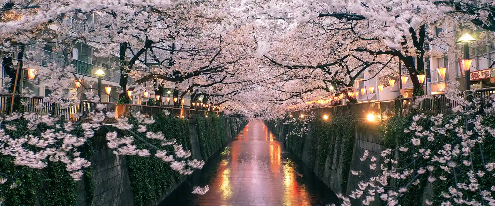 Cherry Blossom Viewing in Tokyo