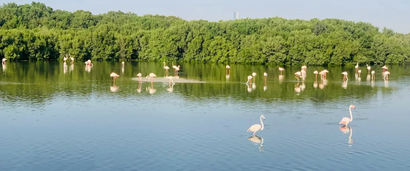 Ras Al Khor Wildlife Sanctuary