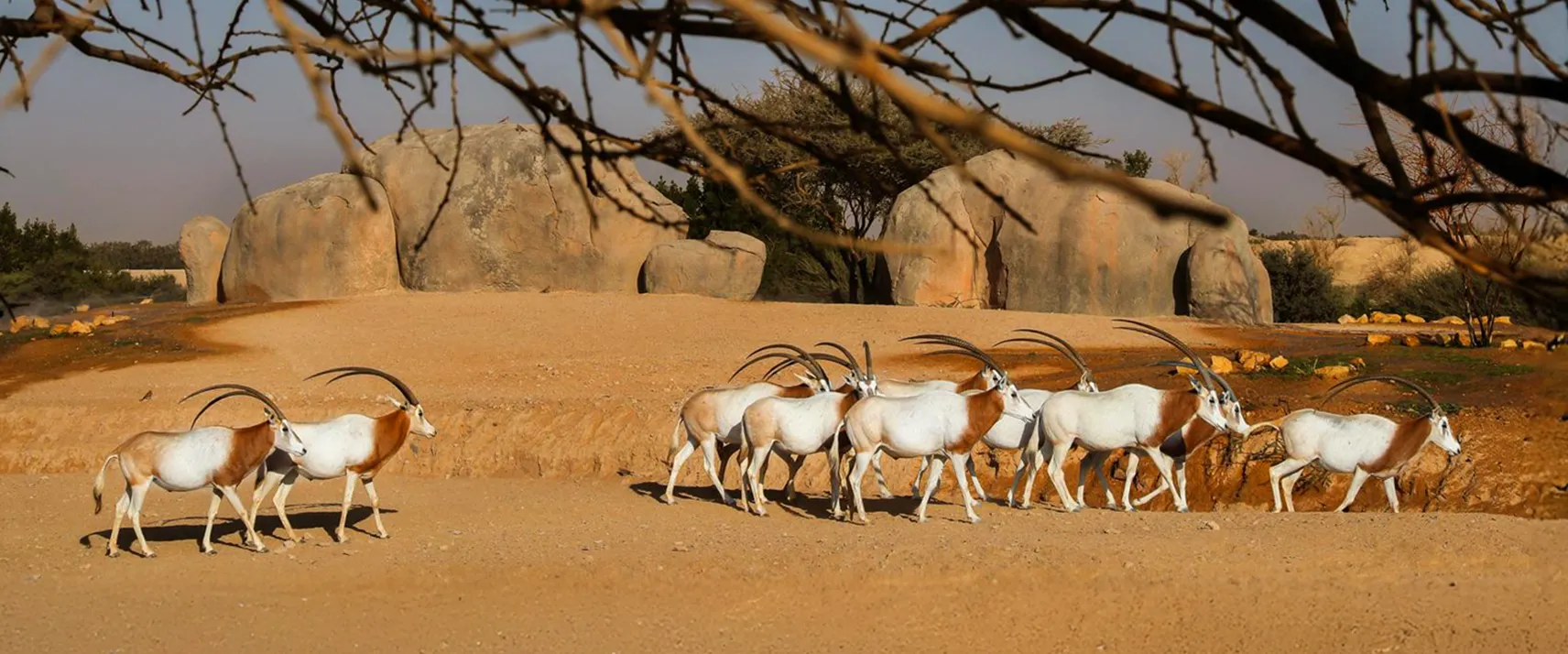 Al Ain Zoo