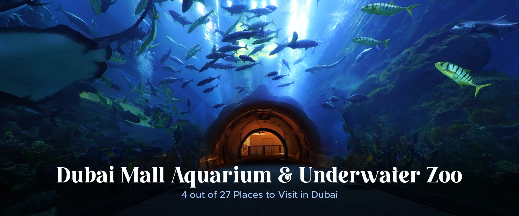 Dubai Aquarium and Underwater Zoo