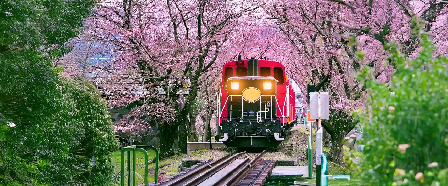 Sakura Tram