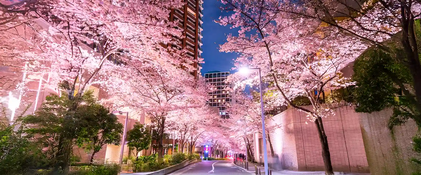 Roppongi Sakura Zaka