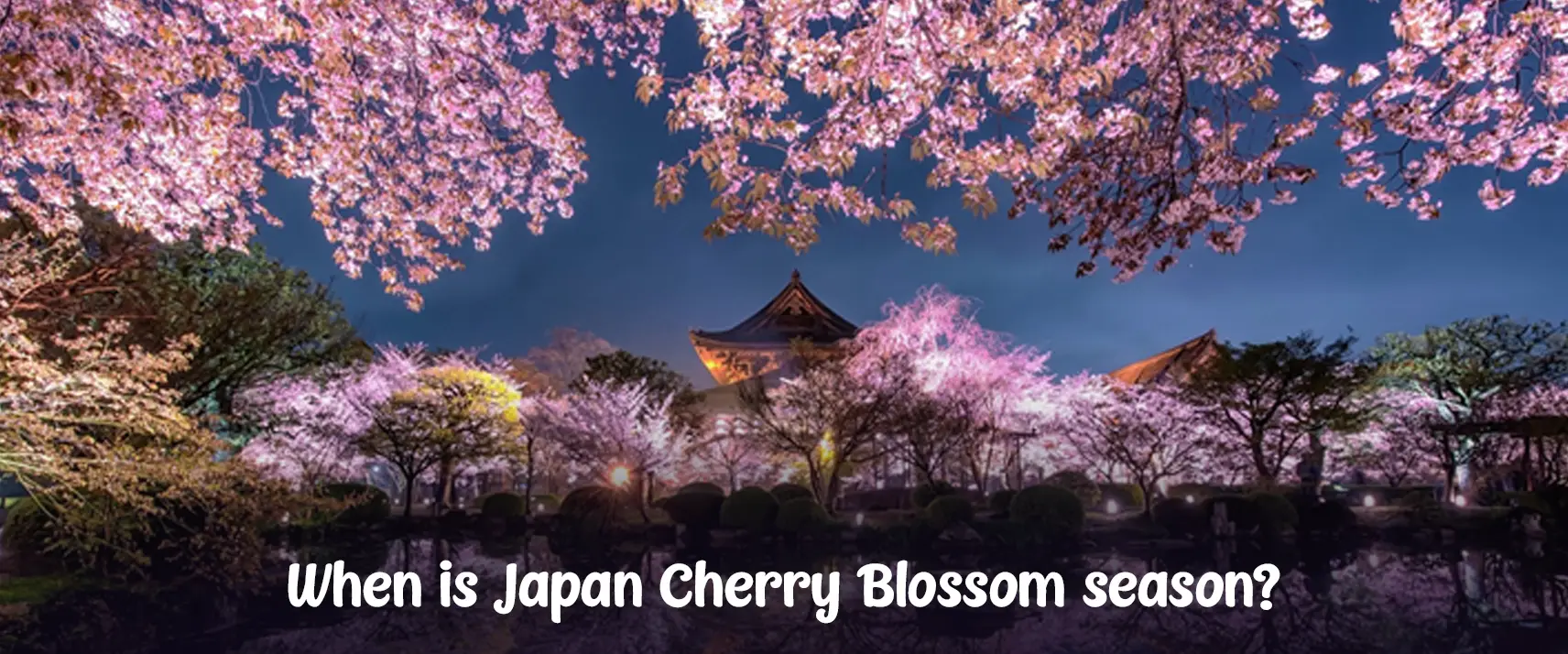 When is Japan Cherry Blossom season?