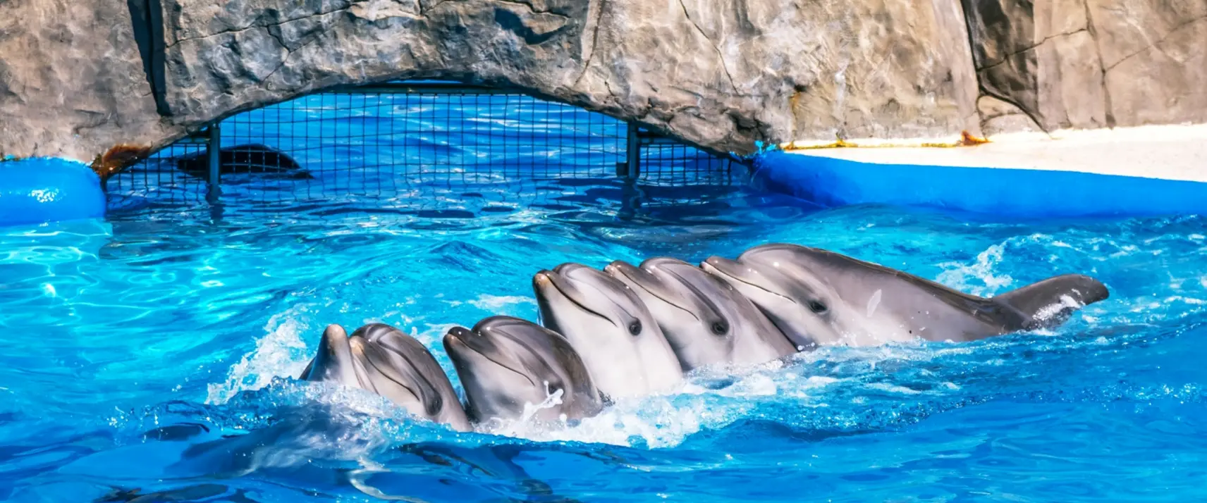 Explore Batumi Dolphinarium