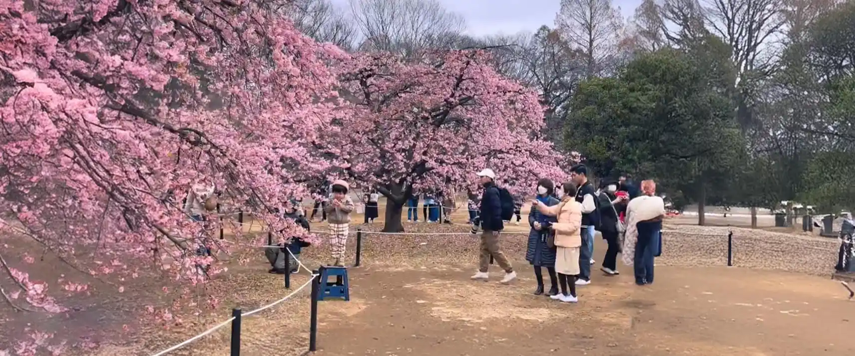 Yoyogi Park