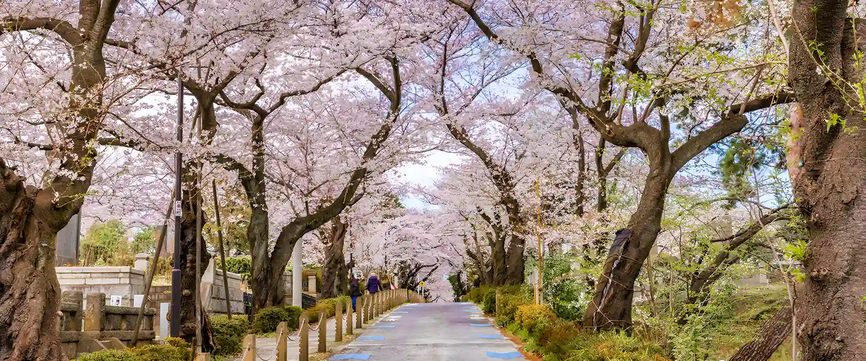 Aoyama Cemetry